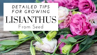 How To Grow Lisianthus From Seed  Detailed Tips 🌺  Starting Lisianthus In The Summer [upl. by Johnstone]