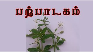 Mollugo cerviana பற்பாடகம் மருத்துவம் parppaadagam [upl. by Suiraj80]