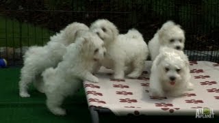 Fluffy White Pups  Too Cute [upl. by Ivana129]