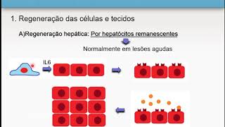 Reparo tecidual  Patologia geral 25 [upl. by Lindell]