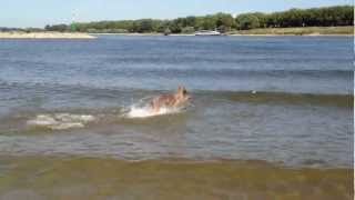 Hundestrand am Rhein der Strand für Hunde spielen im Wasser [upl. by Kcinnay303]