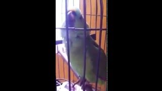 Crazy Parrot Perfectly Imitates Crying Baby [upl. by Abijah253]