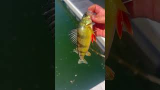 Yellow perch in Candlewood lake [upl. by Yhtomiht874]