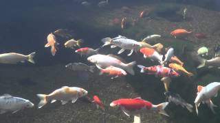 Koi amp Notropis chrosomus im Gartenteich [upl. by Cornall]