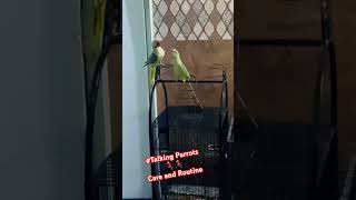 Alexandrine Parrots Love talking parrot feeding breederpair breeding shorts youtubeshorts [upl. by Arenahs764]