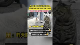 猫咪吵架连续2天被偶遇，网友“土象与火象的日常分享有趣的视频 谁能拒绝傻憨憨的小猫咪 被你萌化了 [upl. by Rhyne]