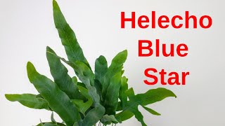 Helecho BLUE STAR Phlebodium aureum [upl. by Grenier]