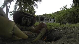 Crab Steals GoPro [upl. by Ajak]