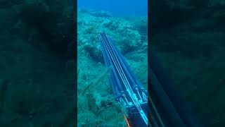 Dentex extremely long shot spearfishing [upl. by Tomlinson]