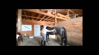 5 Minute Video Project  Grooming Your Horse Before Tacking Up [upl. by Bowra]