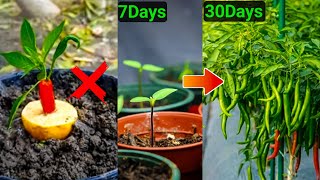 How To Grow Chillies From Seeds [upl. by Nyletak]