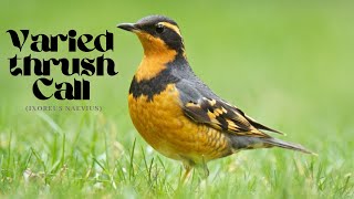 Varied Thrush Call  Varied Thrush Call Sounds  Varied Thrush Bird Call  Varied Thrush Chirp [upl. by Ahselrac]