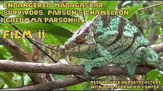 Endangered Madagascar Survivors Parson’s Chameleon Calumma parsonii Film II [upl. by Agni640]