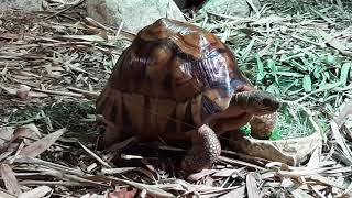 Ploughshare Tortoise  Singapore Zoo [upl. by Kal]