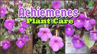 Achiemenes Plant  Achimenes plant Care  Propagation Method [upl. by Yzeerb158]