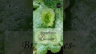 Plant Kingdom  Liverworts Class 11 Biology [upl. by Buckley]