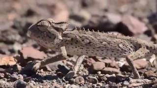 Namaqua Chameleon  Damaraland Namibia Dec 2015 [upl. by Anelram]