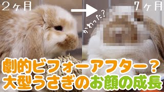 大型うさぎの顔の成長【フレンチロップ】French Lop [upl. by Ciredor899]