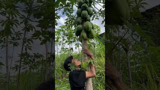 Memetik Buah Pepaya [upl. by Ebarta]