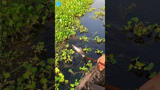 Bamboo Crossbow Fishing By Boat । Big Fish Catching  amazing best jumping fishing [upl. by Alaunnoif364]