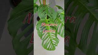 Monstera Laniata [upl. by Vasquez190]