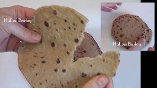 Barley Bread recipe  Hulless Barley Flat Bread The healthiest [upl. by Mosi]