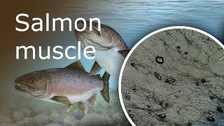 Salmon Muscle Under a Microscope [upl. by Iren420]