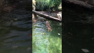 Otters Swimming [upl. by Layor]