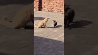 Cat fighting subscribe [upl. by Eseuqram]