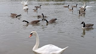 Canada Goose Fight amp Hissing at Swans  Wildlife 4K  Aggressive Goose Behavior [upl. by Durr]