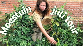 Moestuin tour juli  Oogsten en bewaren  Moestuin in een rijtjeshuis [upl. by Eelamme299]