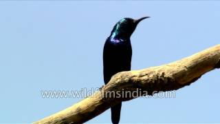 Shiny Purple Sunbird in Indian garden  our version of a hummingbird [upl. by Llewon]