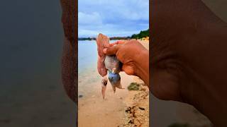 Found dead cuttlefish and squid on the beach shorts shortvideo viralshorts [upl. by Lupita]