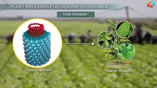 Plants have an immune system… and it’s complicated [upl. by Ytsirk]