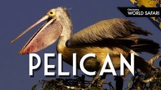 Everything You Wanted to Know About Pelicans [upl. by Naehgem]