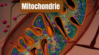 mitochondrie phosphorylation oxydative شرح بالدارجة 🔥 [upl. by Cy]