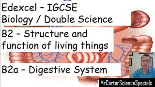 Human Digestive System  How it works  Its parts and functions [upl. by Anavi]