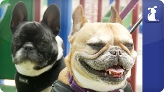 Doglopedia  French Bulldog Guide [upl. by Nitniuq347]