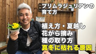 プリムラ ジュリアンの育て方 株の選び方 株分け 花がら摘み 種まき 枯れる理由 寄せ植えの方法 種取りの仕方 夏越しの方法 [upl. by Ettenad]