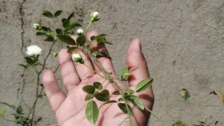 Climbing Roserose vine care and its Fertilizer TipsGulaab ki Bail Hindi urduMy Rose Collection [upl. by Ainalem]