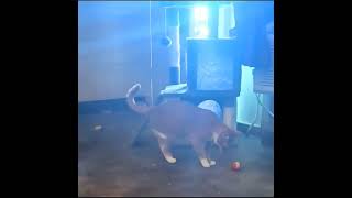 Napoleon Plays 😻😼 napoleon playtime playball orangecats cats viral fun funnycats silly [upl. by Riccio]