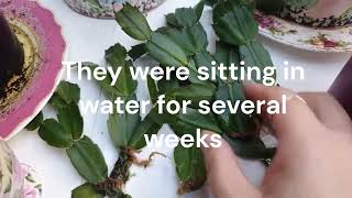 Christmas Cactus Plant Care  How to Propagate Zygocactus from Cuttings in Water [upl. by Noellyn]