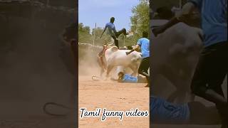 Jallikattu king 🤴 tamil thanjavur love jallikattu fun funny nature enjoy shorts village [upl. by Nyrmac]