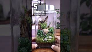 45 year old terrarium 5 months after rebuild [upl. by Ennaej456]