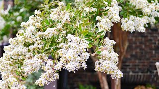 Crepe Myrtle Lagerstroemia [upl. by Elletnahc755]