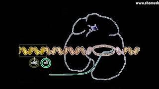 Transcription animation  DNA transcription initiation elongation and termination [upl. by Haikezeh728]