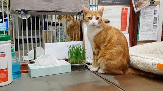 Adorable Cat Lands Job At Train Station [upl. by Adnawt207]