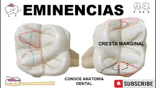 EMINENCIAS Oclusales Dentales🗻🦷 [upl. by Schuman]