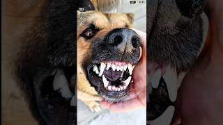 Very Aggressive German Shepherd shorts ytshorts pets [upl. by Nove]