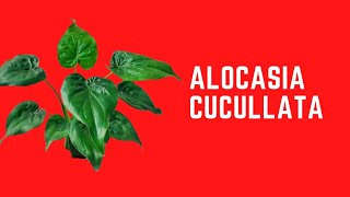 ALOCASIA CUCULLATA [upl. by Echikson325]